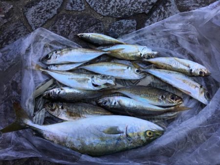 結局アジとツバス1匹